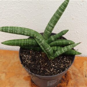 Sansevieria boncel