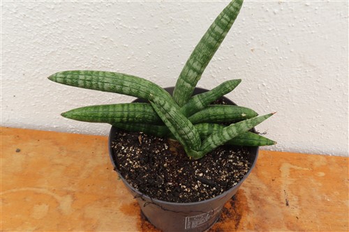 Sansevieria boncel