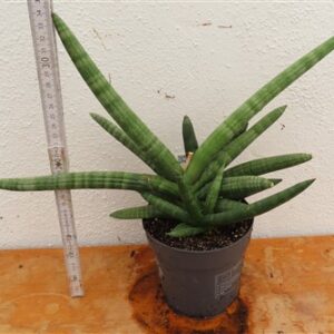 Sansevieria boncel