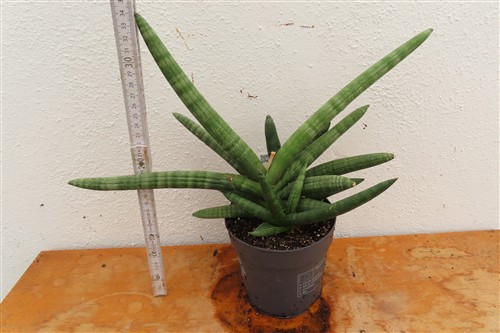 Sansevieria boncel