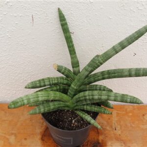 Sansevieria boncel