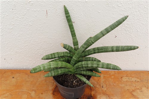 Sansevieria boncel