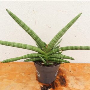 Sansevieria boncel