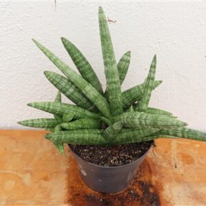 Sansevieria boncel