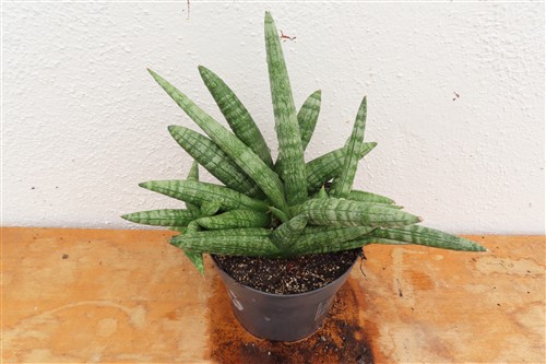 Sansevieria boncel