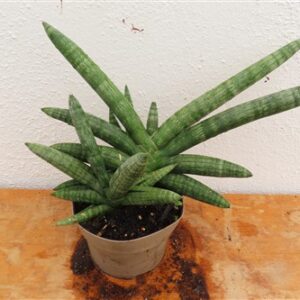 Sansevieria boncel