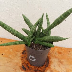 Sansevieria boncel