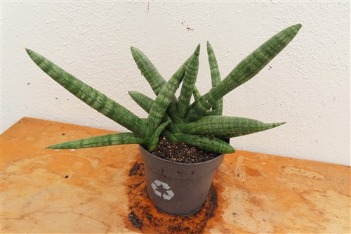 Sansevieria boncel