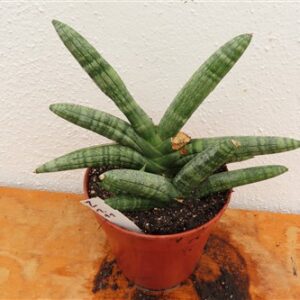 Sansevieria boncel