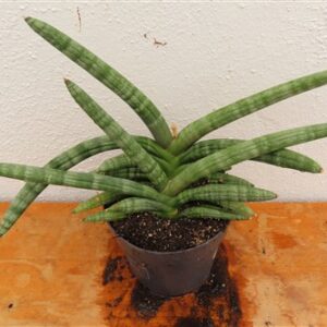 Sansevieria boncel