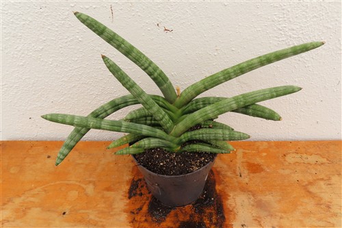 Sansevieria boncel