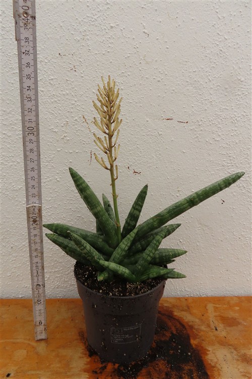 Sansevieria boncel