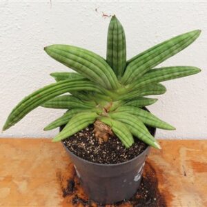 Sansevieria cylindrica Classic Fan inti