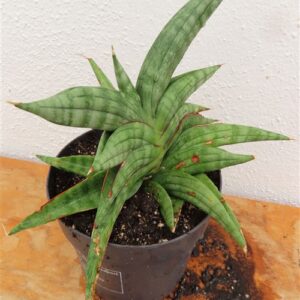Sansevieria cylindrica Classic Fan inti