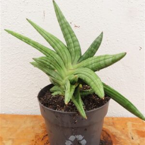 Sansevieria cylindrica Classic Fan inti