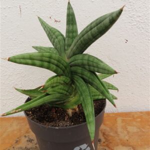 Sansevieria cylindrica Classic Fan inti