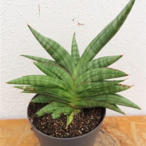 Sansevieria cylindrica Classic Fan inti