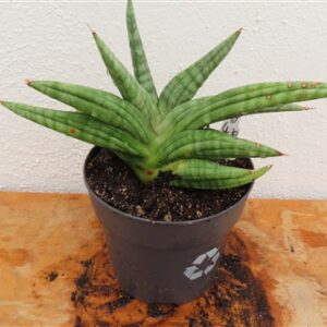 Sansevieria cylindrica Classic Fan inti