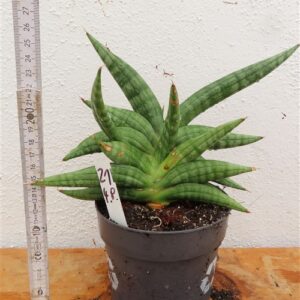Sansevieria cylindrica Classic Fan inti