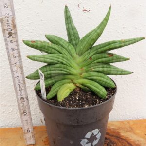 Sansevieria cylindrica Classic Fan inti