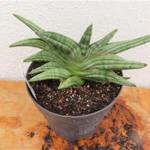 Sansevieria cylindrica Classic Fan inti