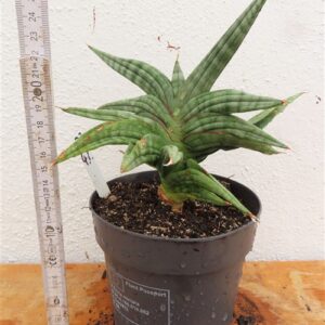 Sansevieria cylindrica Classic Fan inti