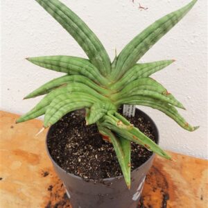 Sansevieria cylindrica Classic Fan inti