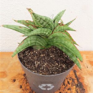 Sansevieria cylindrica Classic Fan inti
