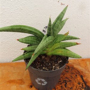 Sansevieria cylindrica Classic Fan inti