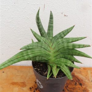 Sansevieria cylindrica Classic Fan inti