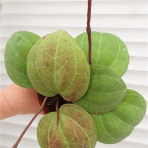 Hoya Sarawak Cream