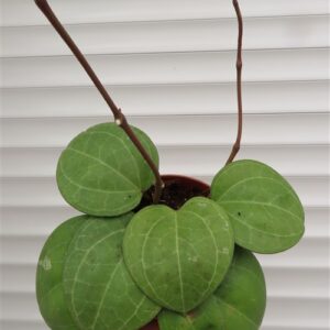 Hoya Sarawak Cream