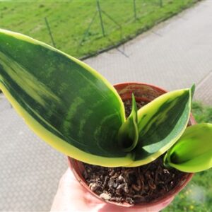 Sansevieria Golden Flame