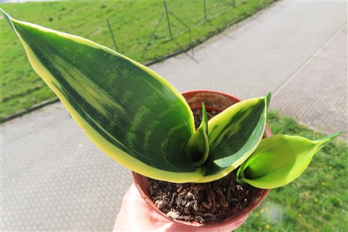 Sansevieria Golden Flame