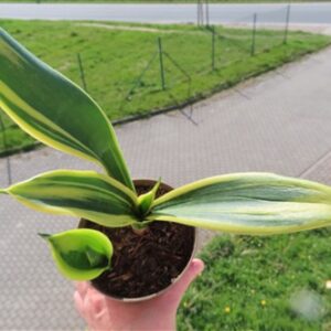 Sansevieria Golden Flame