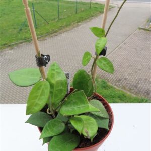 Hoya parasitica black edge