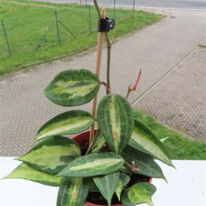 Hoya macrophylla pot of gold