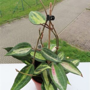 Hoya macrophylla pot of gold