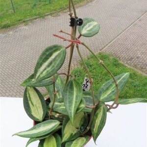 Hoya macrophylla pot of gold