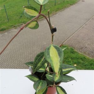 Hoya macrophylla pot of gold