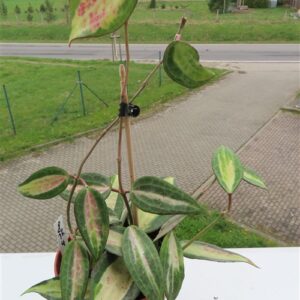 Hoya macrophylla pot of gold