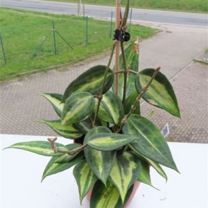 Hoya macrophylla pot of gold