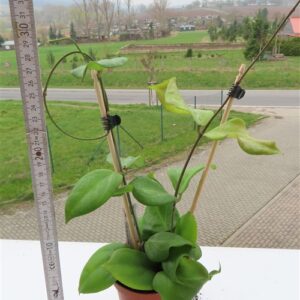Hoya chuniana