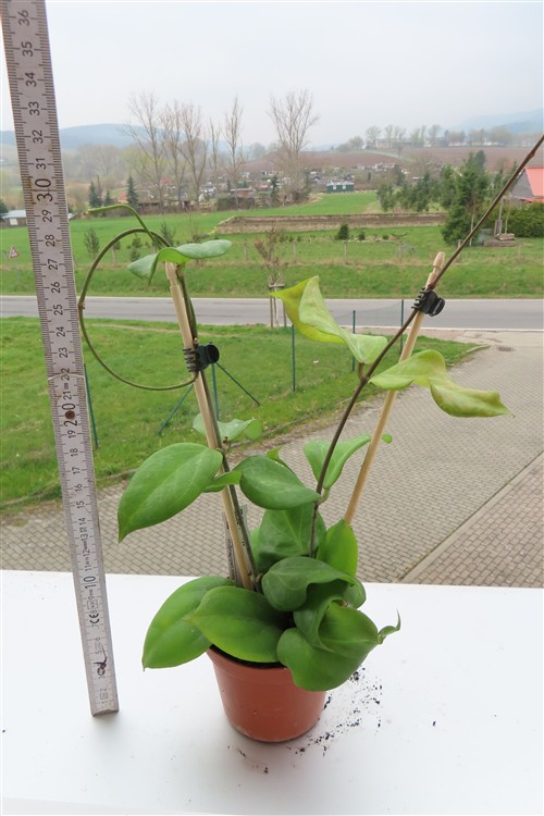 Hoya chuniana