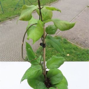 Hoya chuniana