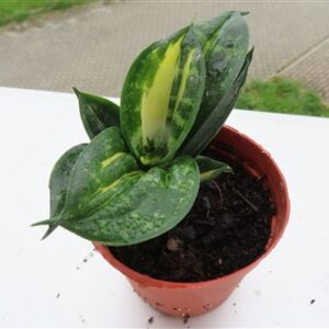 Sansevieria Curly Spiral Star