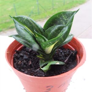 Sansevieria Curly Spiral Star