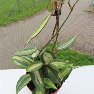 Hoya macrophylla pot of gold