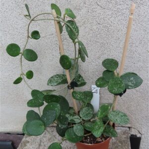 Hoya mathilde splash