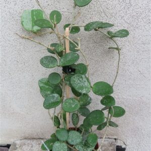 Hoya mathilde splash